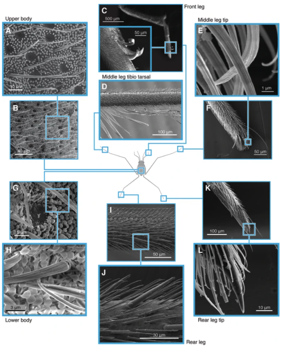 바다소금쟁이는 체모의 모양과 길이 그리고 지름이 부위마다 차이가 있는 것으로 나타났다.(사진=사이언티픽 리포츠)