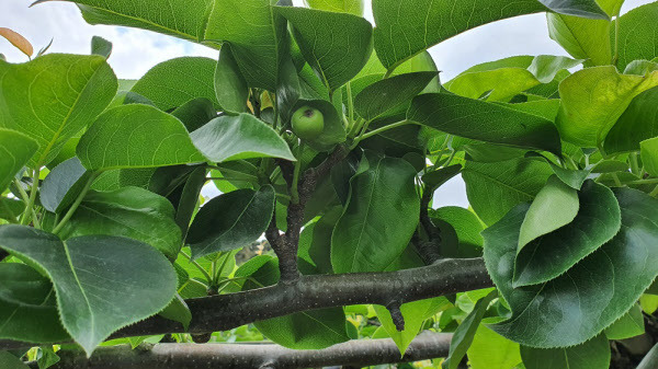 가끔 보이는 배 열매./조홍복 기자