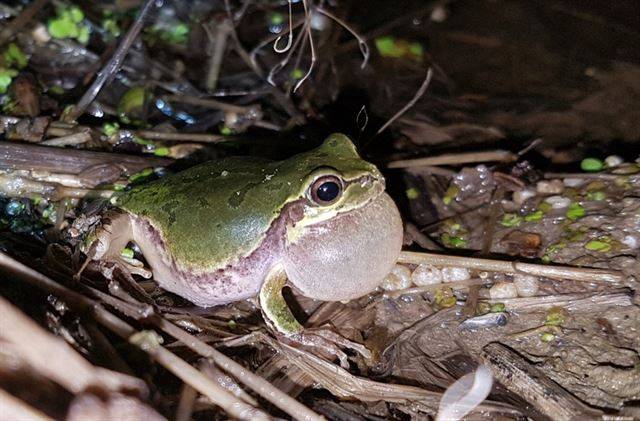 습지에서 울고 있는 청개구리. 국립생물자원관