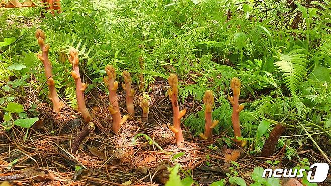 충남 태안군 안면도 자연휴양림에서 무더기로 발견된 멸종위기 희귀식물 으름난초.© 뉴스1