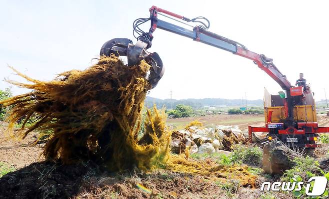 26일 오후 제주도 관계자가 해안에서 수거된 괭생이모자반을 한 농가에 비료용으로 보급하고 있다.2020.5.26 /뉴스1 © News1 오현지 기자