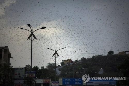 인도 하늘 뒤덮은 메뚜기떼…뉴델리로 이동 [AP=연합뉴스]