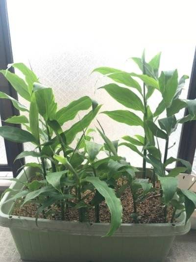 화분에서 키우는 양하. 일본에서는 화분에 키우는 사람들이 종종 있다. 향신 채소이니 조금 있으면 족하기 때문이다. [사진 photoAC]