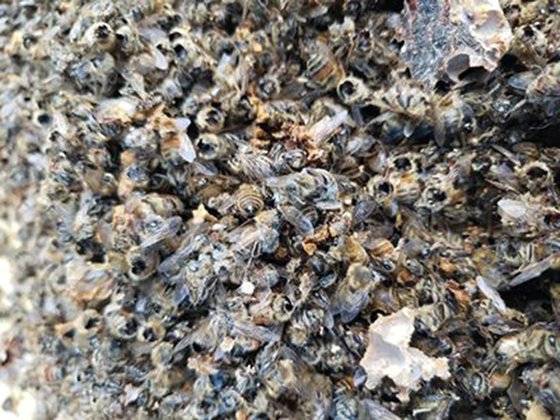 미국의 한 양봉 농가에서 꿀벌이 머리가 잘린채로 죽어 있다. 장수말벌의 소행으로 추정된다. WSDA