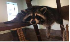 라쿤[환경부 제공]