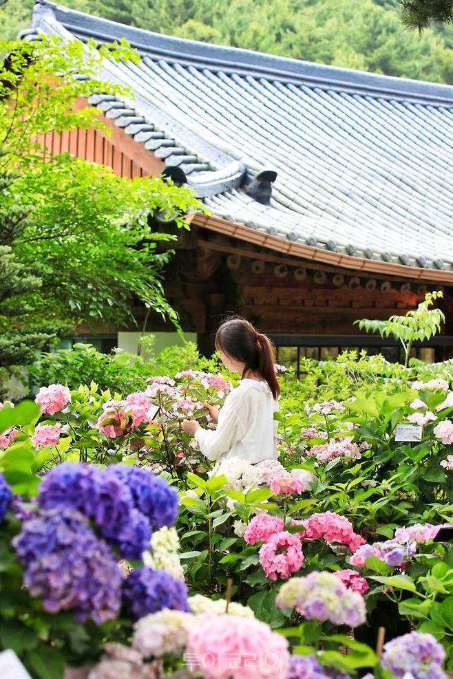 아침고요수목원 수국전시회