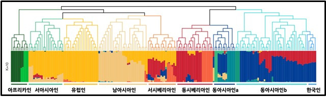 현대 한국인의 게놈 혼합(ADMIXTURE) 분석 결과. 맨 오른쪽의 한국인들은 일본과 중국인과 같은 그룹으로 묶인다. 전 인류를 총 10개의 그룹으로 나눴을 때, 한국은 짙은 푸른색으로 대표되는 남중국계와 짙은 붉은 색으로 표현되는, 북아시아계가 7:3 정도로 최근에 혼합된 것으로 나타난다 (클리노믹스 제공) 2020.06.04 / 뉴스1