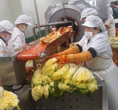 스마트공장 기술이 적용된 한 김치공장에서 직원들이 ‘양념 소 넣기’ 기계에 배추를 넣고 있다. 안대규 기자