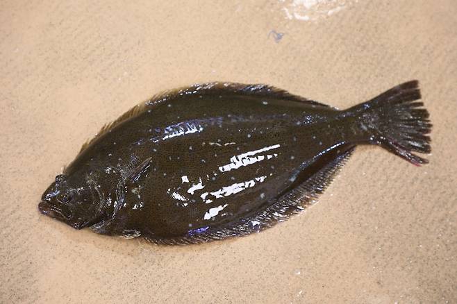 광어(넙치)/사진=머니투데이