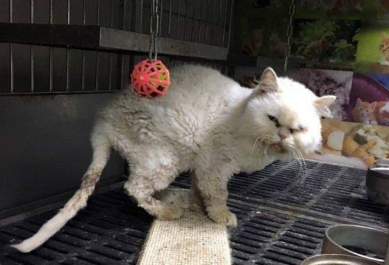 서울대 의대 난청치료 실험에 쓰인 고양이가 비위생적인 환경에서 괴로운 듯 얼굴을 찡그리고 있다.  비글구조네트워크