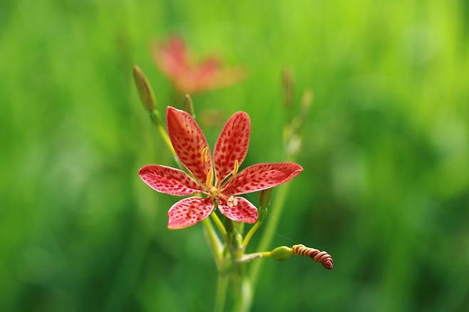 범부채는 대청부채와 꽃의 형태와 구조는 많이 다르지만, 유전적으로 매우 가깝다. 현진오, 국립생물자원관 제공.