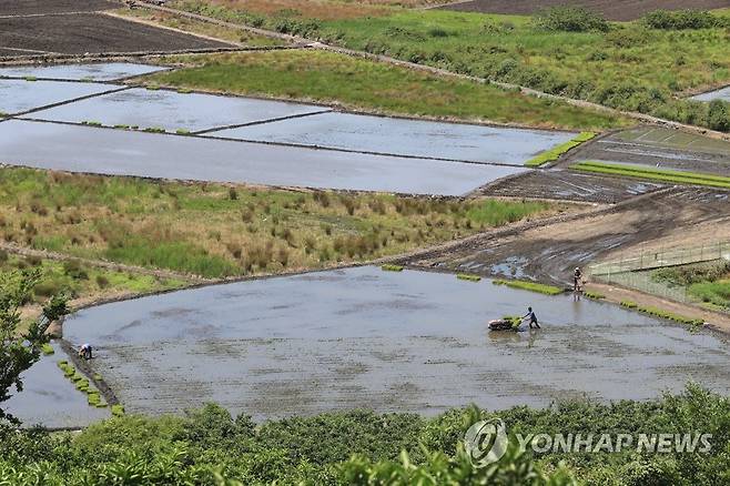 하논 분화구 모내기 (서귀포=연합뉴스) 박지호 기자 = 8일 오전 제주 서귀포시 하논분화구 내 논에서 농민들이 모내기를 하고 있다. 2020.6.8 jihopark@yna.co.kr