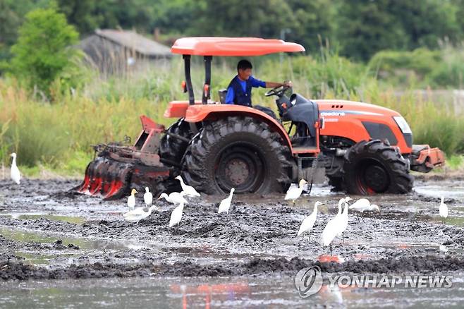 '공존' (서귀포=연합뉴스) 박지호 기자 = 5일 오전 제주 서귀포시 하논분화구에서 한 농민이 모내기를 위해 논을 갈아엎는 작업을 하는 도중 중대백로 무리가 몰려와 먹이활동을 하고 있다. 2020.6.5 jihopark@yna.co.kr