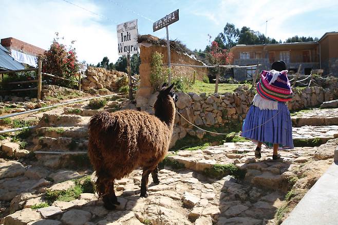 알파카를 몰고 가는 아이마라족 여인.