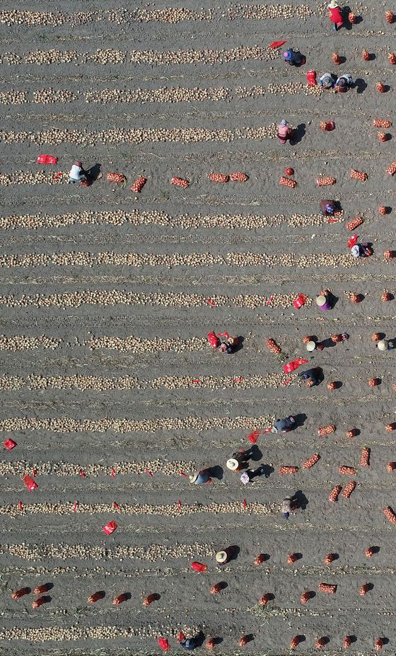 As temperatures rise, farmers harvest onions at a farm in Hamyang-county, South Gyeongsang, on Wednesday. Onion farms suffered from a labor shortage this year, as the coronavirus grounded planes and stopped migrant workers from entering the country. [YONHAP]