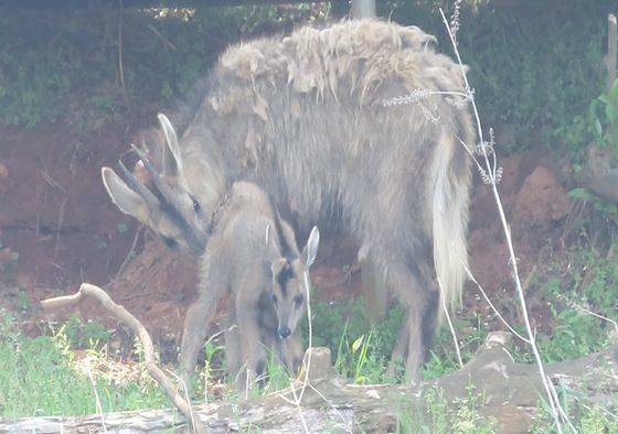 지난달 23일 어미 산양이 새끼 산양을 핥아주는 모습. 새끼가 독립을 하기 전 어린 개체을 때는 털에 묻은 것을 닦거나 애정의 표시 등으로 어미가 새끼를 핥아주는 모습을 가끔 볼 수 있다. 사진 국립생태원