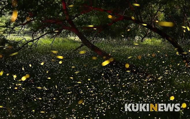 반딧불은 반딧불과에 속하는 곤충으로 '개똥벌레' 혹은  '반딧불이'라고 부른다. 반딧불은 배의 끝마디에서 빛을 내는데 이는 교미를 하기 위한 신호이다. 빛을 낼 때까지의 시간이 종(種)마다 다르므로 종을 구분하는 중요한 특징이 된다.