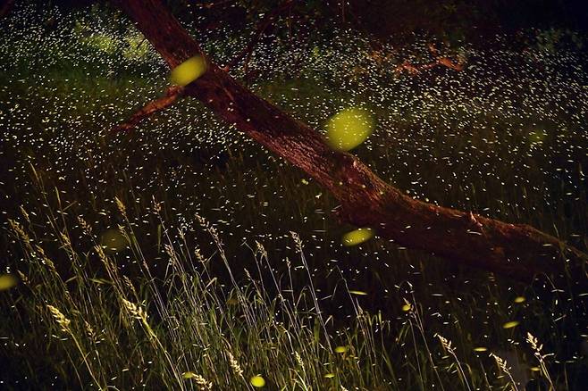 반딧불에 관한 고사성어로 '형설지공(螢雪之功)'이라는 말이 전해오는데 이는 중국 진(晉)나라 때 차윤(車胤)이 반딧불빛 밑에서, 또 손강(孫康)이 달에 반사되는 눈(雪)빛으로 글을 읽고 출세했다는 뜻이다. 예로부터 반딧불은 청소년의 교육상 큰 가치가 있는 곤충으로 알려져 왔다.