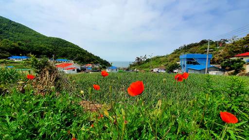 충남 태안의 ‘육쪽마늘 원산지’ 가의도. 바다를 내려다보는 마늘밭에 고혹적인 자태의 양귀비까지 피어 아름다운 전원마을 풍경을 그리고 있다.