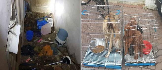 재순이 구조 당시 현장 상황(왼쪽)과 구조시 모습(오른쪽)./사진=동물자유연대