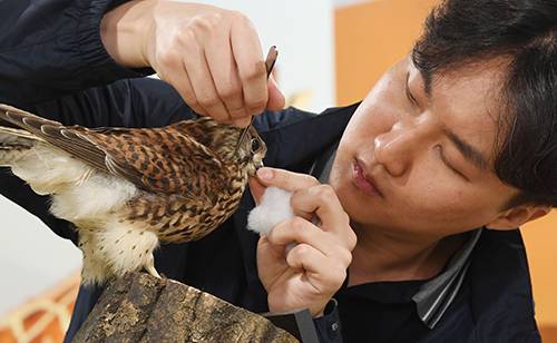 서울대공원 식물표본전시관에 전시되어 있는 황조롱이 박제의 털을 임동섭 박제사가 정리하고 있다.