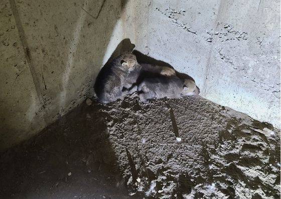 지난 5월 6일 사육사들이 구출하러 들어간 늑대굴 속의 새끼늑대 3마리. 당시는 태어난 지 3주밖에 되지 않아 지금보다 훨씬 더 덩치가 작았다. 대전 오월드 제공