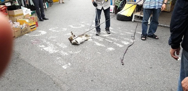 지난 12일 한 온라인 커뮤니티에 ‘동묘시장 고양이 학대’라는 제목으로 올라온 사진./사진=독자제공