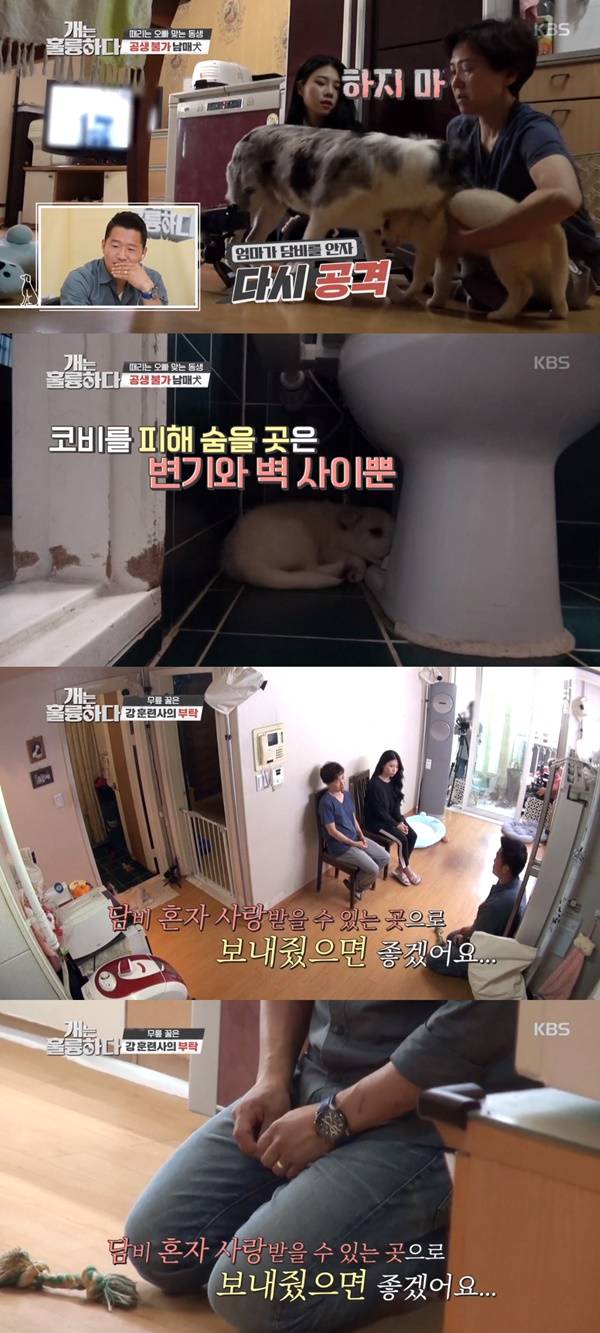 개는 훌륭하다 보더콜리 / 사진=KBS2 개는 훌륭하다