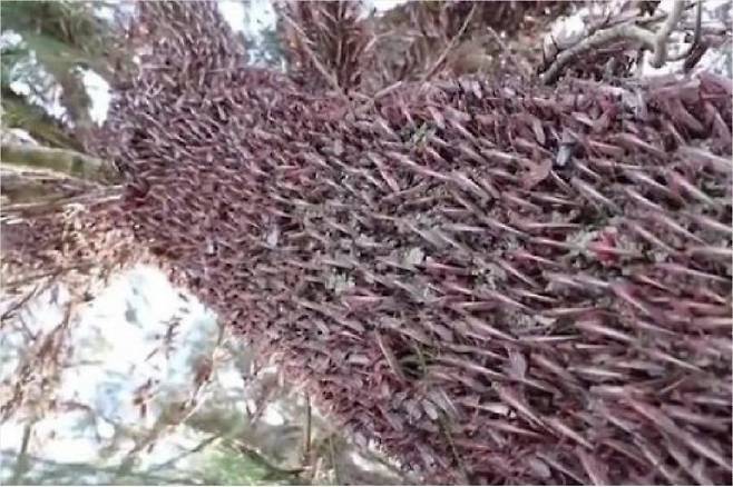 나무에 달라붙은 메뚜기떼(사진=연합뉴스)