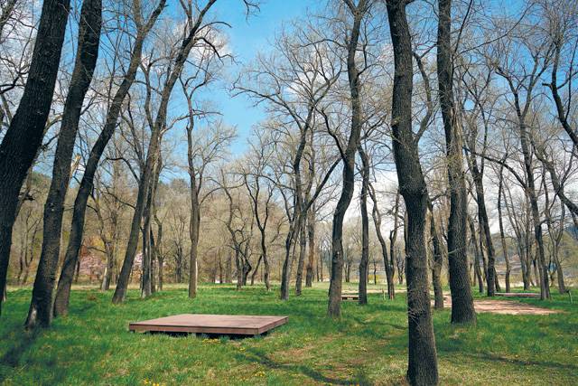 골지천 물길을 끼고 미루나무와 느릅나무가 숲을 이루고 있는 미락숲.