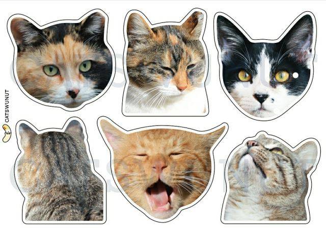 우치를 비롯한 서울여대 캠퍼스 냥이들.