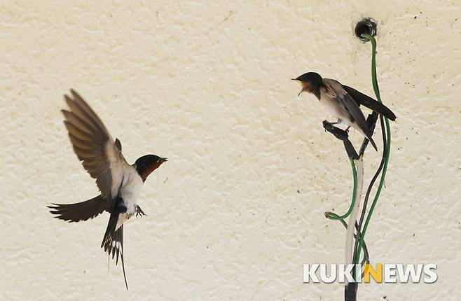 제비의 산란기는 4-7월경이며 보통 한배에 3-7개의 알을 낳는다. 연 2회 번식하며 2회째의 산란은 1회의 새끼가 떠난 후 12-16일경에 이루어진다. 새끼는 알을 품은 후 13-18일 만에 부화하고 그 후 20-24일이면 둥지를 떠난다.