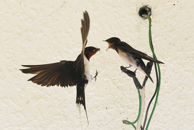 제비는 암수가 함께 새끼를 기르며 벌과 파리,딱정벌레,하루살이,잠자리 등 주로 날아다니는 곤충을 잡아 먹인다.