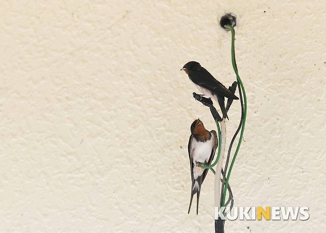 옛날에는 처마 아래에서 제비가 집을 짓는 모습을 자주 볼 수 있었으며 제비가 집을 지은 집에는 복이 들어온다고 하여 길조로 여겼다.