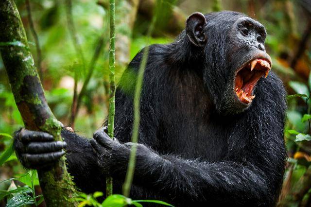 침팬지의 엄니. ©게티이미지뱅크