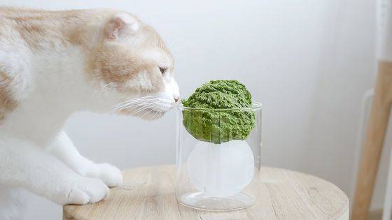 어이없는 포인트에서 망하고 마음처럼 잘 안 되어 폭발하는 모습이 인스타그래머블한 영상미와 결합해 의외의 웃음 포인트를 주는 '분노의 홈카페'.