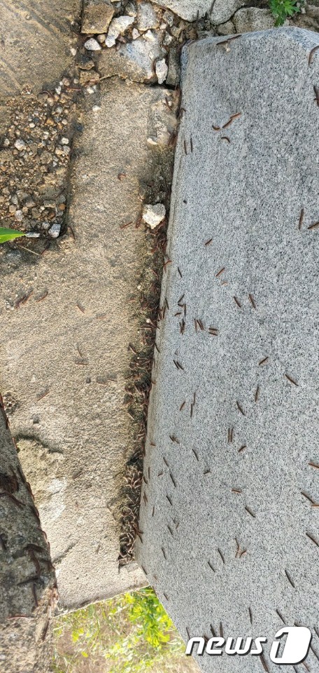 전북 부안군 변산면을 중심으로 '곤충계의 스컹크'인 노래기(일명 사내기) 수 십만마리가 출몰해 비상이 걸렸다. 마을길에 붙어 있는 노래기. © 뉴스1