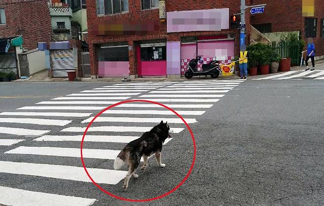 초등학교 인근을 배회하는 대형견 [부산경찰청 제공·재판매 및 DB 금지]