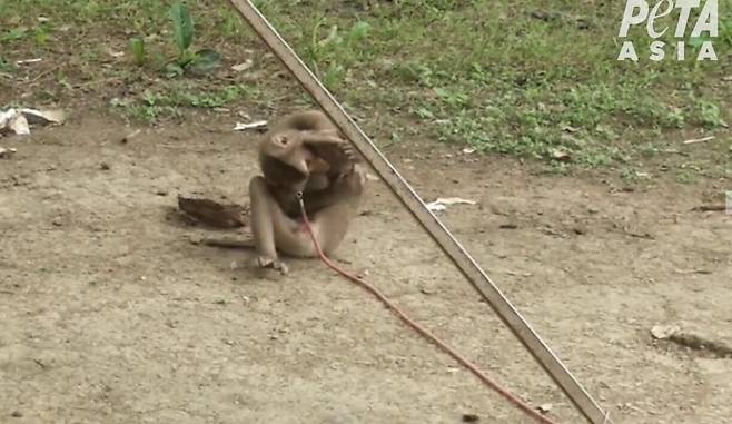 줄에 묶인 채 코코넛 농장주에게 노동력을 착취 당하는 원숭이 중 한 마리(사진=PETA ASIA)