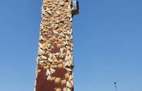 제천 시민공원 철제 기둥에 달라붙은 매미나방과 매미나방 알집 [연합뉴스 자료사진]