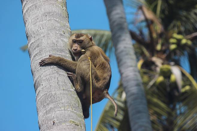 타이의 한 코코넛 농장에서 목줄에 메인 돼지꼬리원숭이가 코코넛을 따기 위해 야자나무를 오르고 있다. 게티이미지뱅크 제공