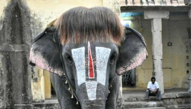 찰랑거리는 단발머리를 연상케 하는 머리털로 많은 사람의 사랑을 받고 있는 인도 한 사원의 코끼리