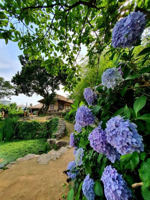 사의재 수국