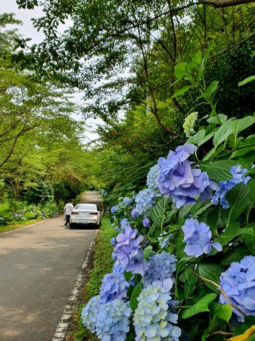 보은산 수국길