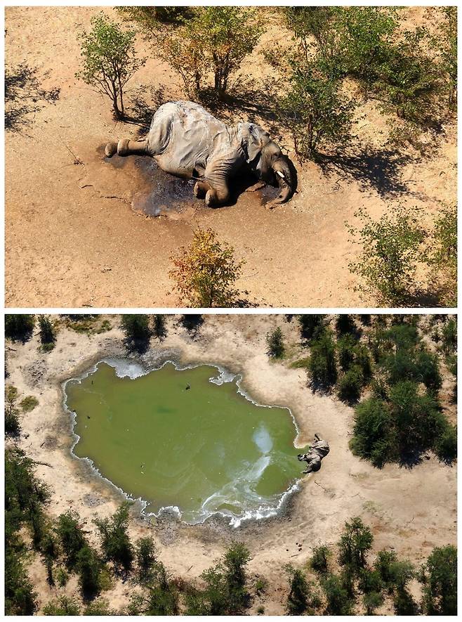집단 폐사한 채 발견된 보츠와나 코끼리들. 사진=로이터 연합뉴스