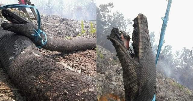지난해 인도네시아 칼리만탄섬 산불 현장에서 불에 탄 채로 발견된 그물무늬비단뱀. 몸길이가 10m나 됐다. CAN보르네오 캡처
