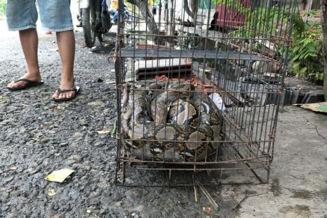 인도네시아 동물시장에서 애완용으로 팔리고 있는 그물무늬비단뱀. 자카르타포스트 캡처
