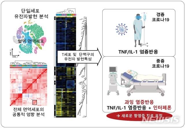 [서울=뉴시스]13일 카이스트(한국과학기술원·KAIST)는 면역물질의 일종인 사이토카인 중 '인터페론(interferon)'이 코로나19 중증 환자에서 특징적으로 강하게 나타난다는 연구 결과를 발표했다. 연구팀은 중증, 경증 코로나19 환자의 혈액에서 면역세포를 분리하고, 단일 세포 유전자 발현 분석 기법을 사용해 환자들의 사이토카인 폭풍 특성을 분석했다. 이 기법은 1개의 세포를 분리하고, 그 안에 들어있는 유전물질인 RNA를 증폭해 해당 세포에서 어떤 유전자가 많이 발현됐는지 살펴보는 기술이다. (자료=한국과학기술원 제공). 2020.07.13.photo@newsis.com