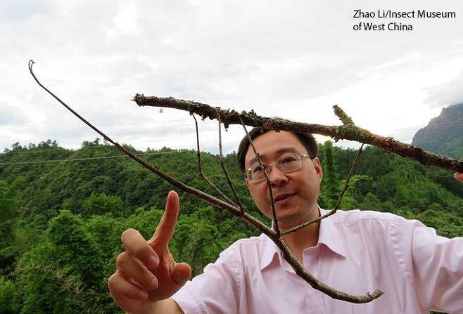 세계에서 가장 긴 대벌레. Zhao Li/Insect Museum of West China