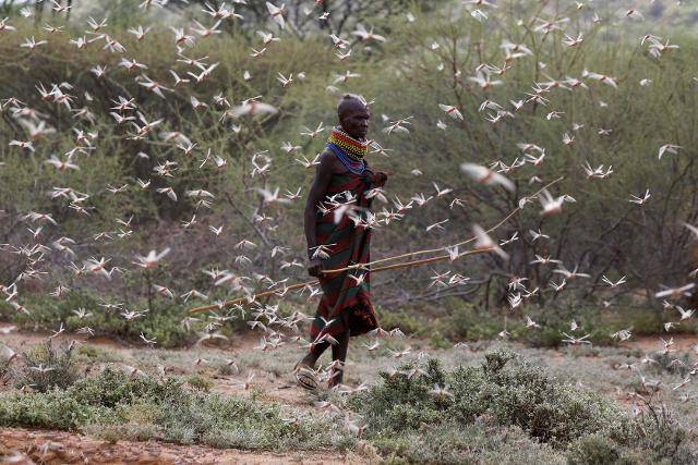 케냐 투르카나주의 한 여인이 2일(현지시간) 사막 메뚜기떼 사이를 헤쳐나가고 있다. 투르카나=로이터 연합뉴스